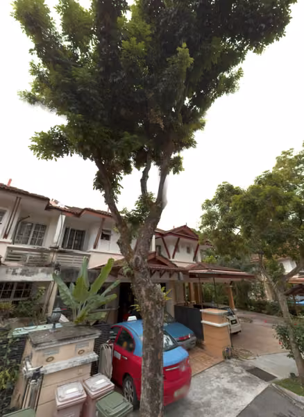 tree photo