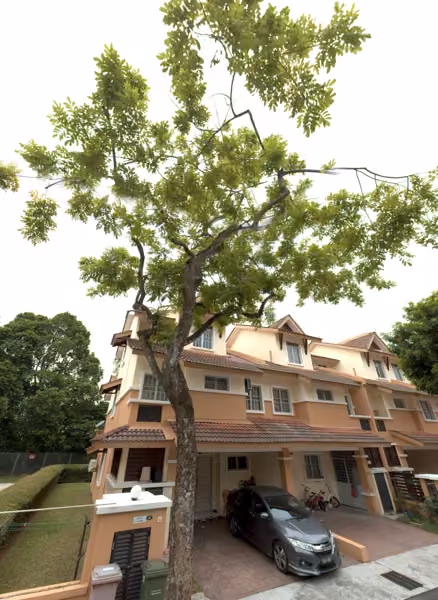 tree photo