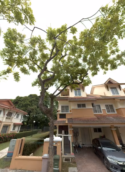 tree photo