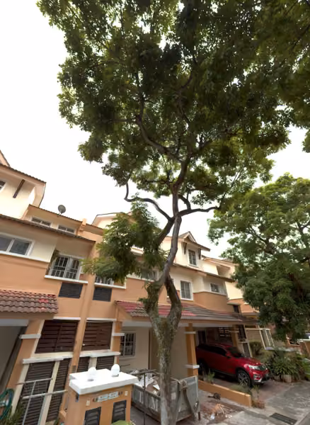 tree photo