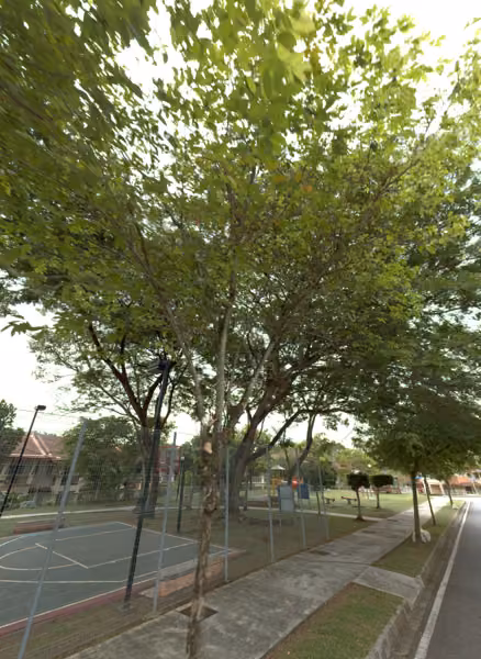 tree photo