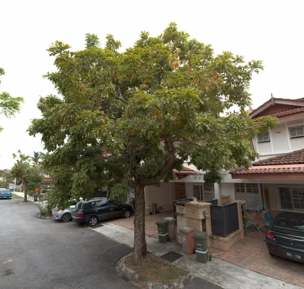 tree photo