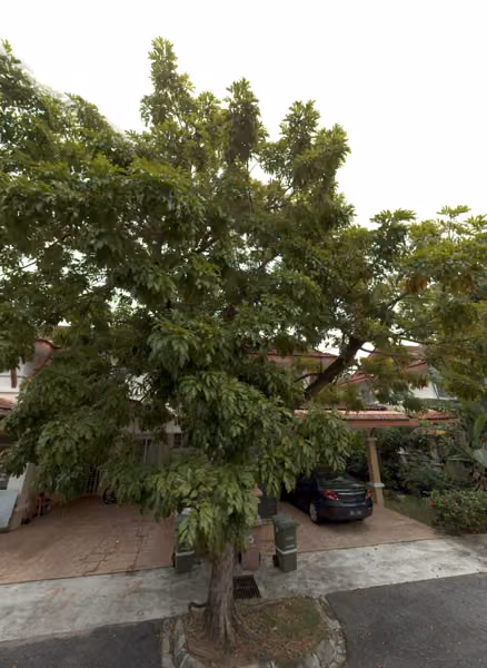 tree photo