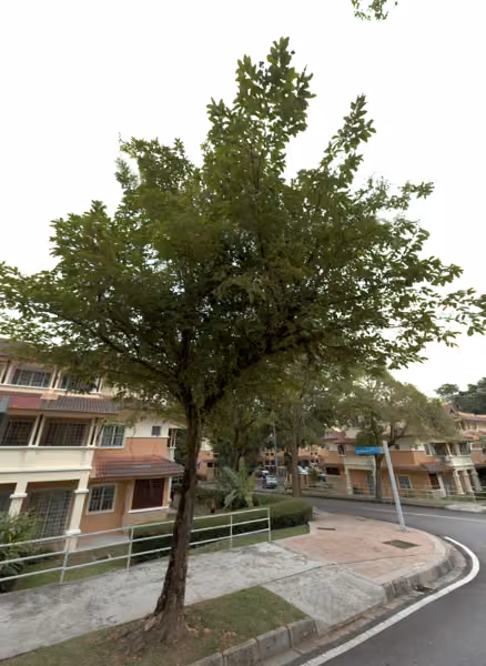 tree photo