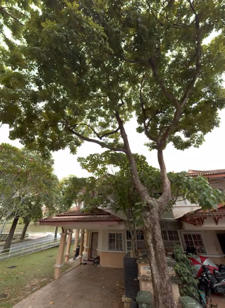 tree photo