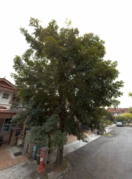 tree photo