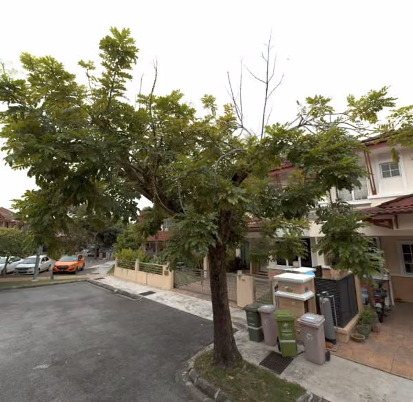 tree photo
