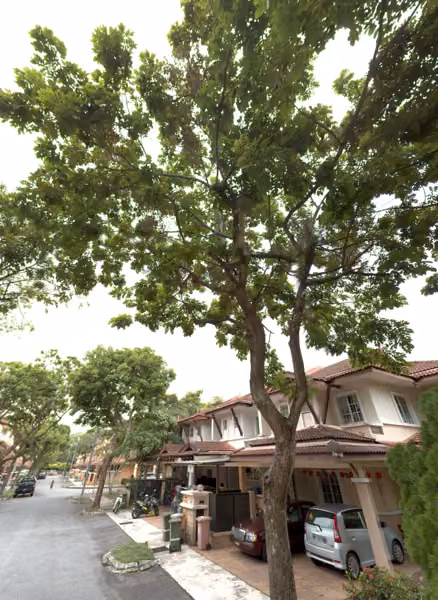 tree photo