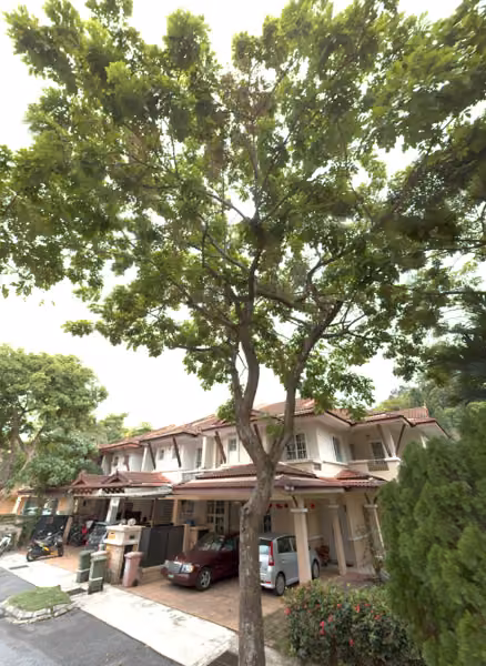 tree photo