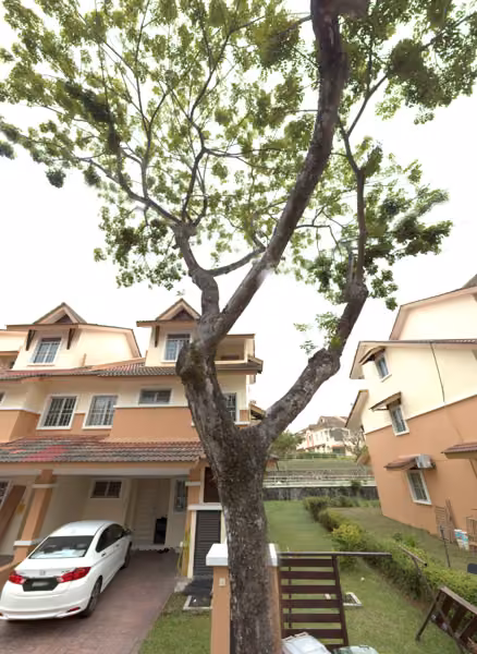 tree photo