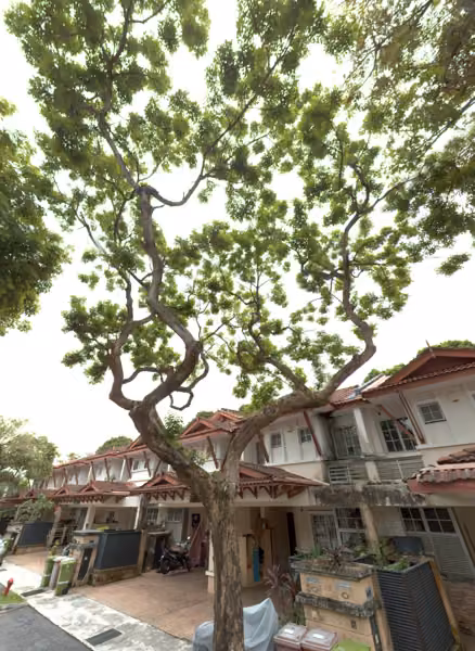 tree photo