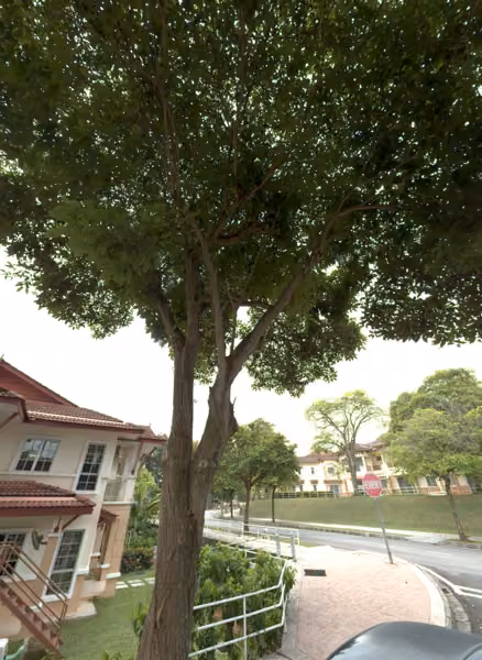 tree photo