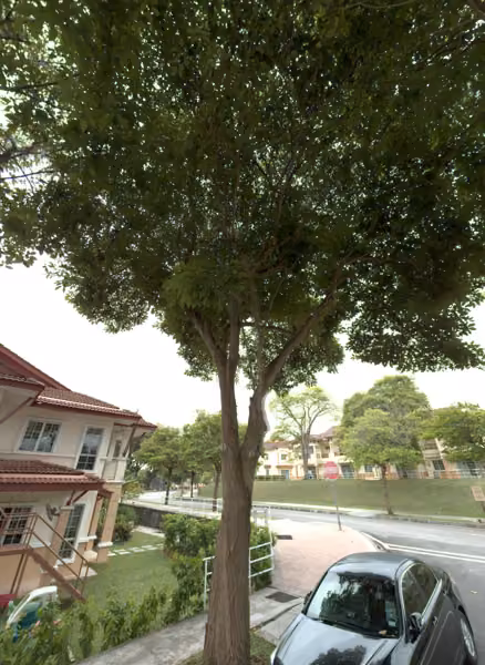 tree photo