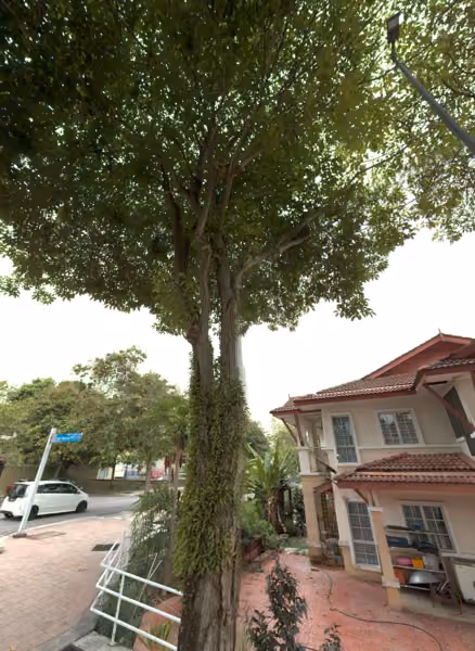 tree photo