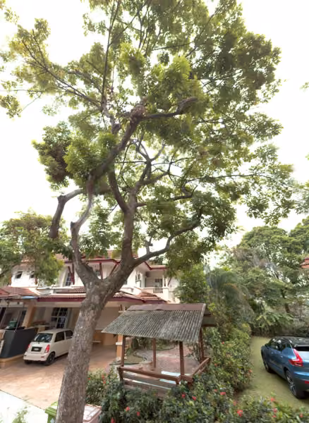 tree photo