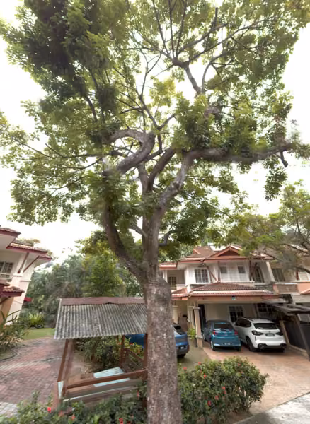 tree photo