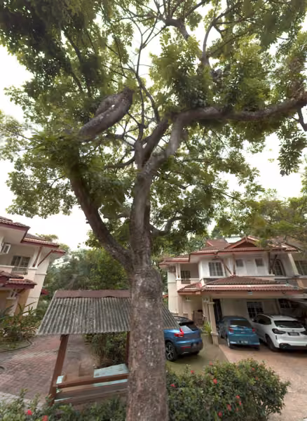 tree photo