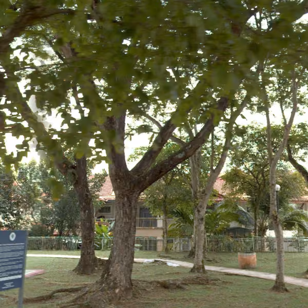 tree photo