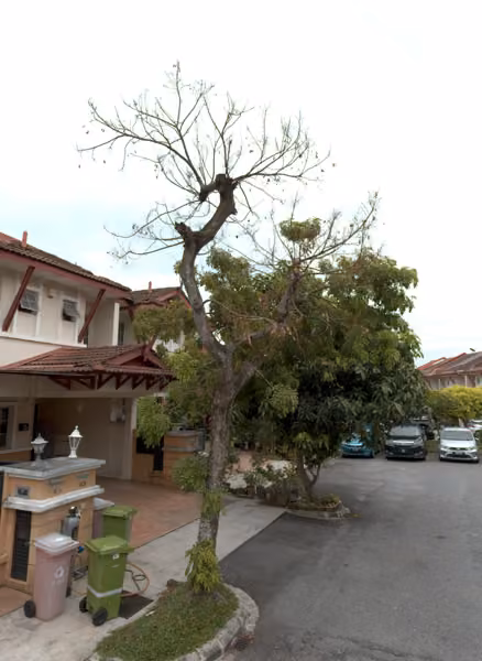 tree photo