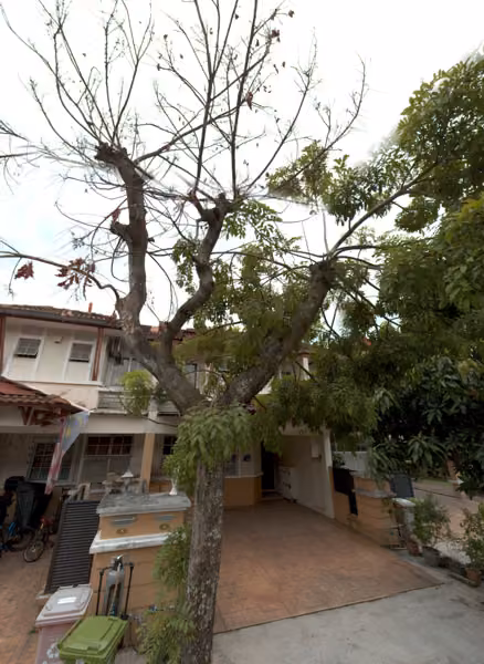 tree photo