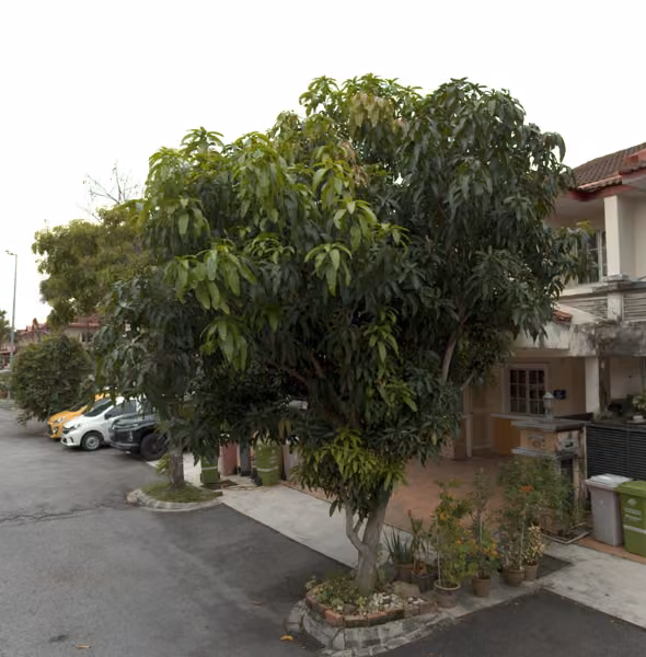 tree photo