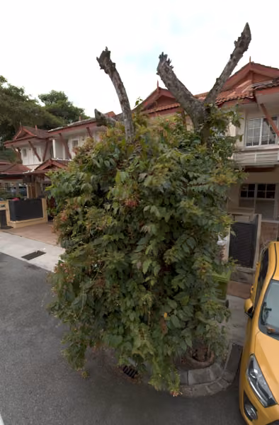 tree photo