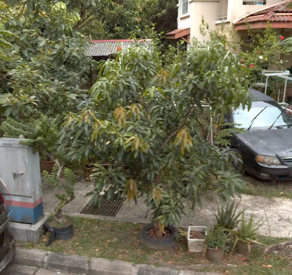 tree photo