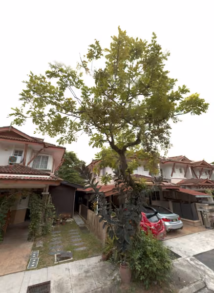 tree photo