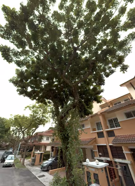 tree photo