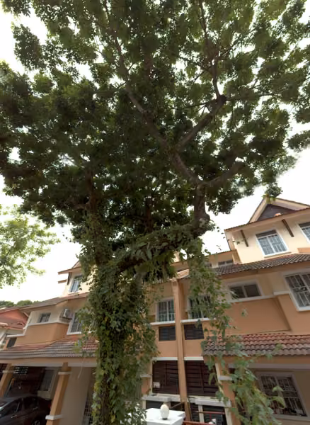 tree photo