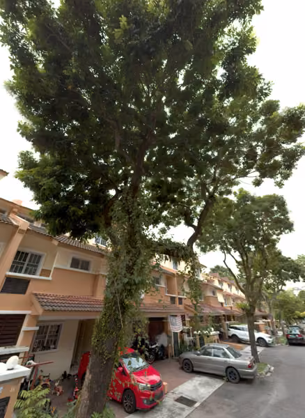 tree photo