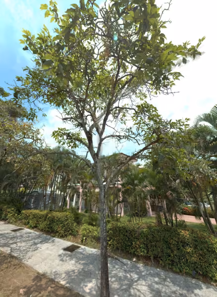 tree photo
