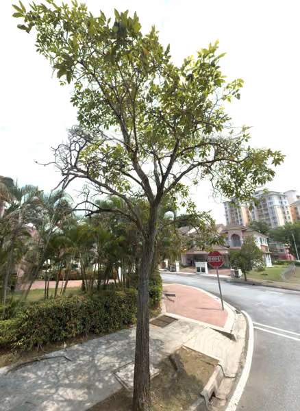 tree photo
