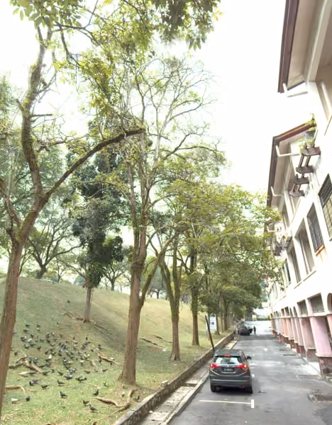 tree photo