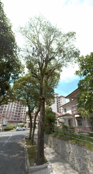 tree photo