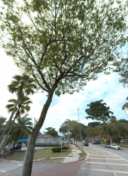 tree photo