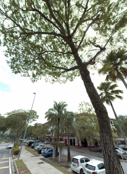 tree photo