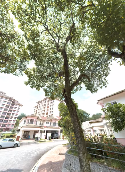 tree photo