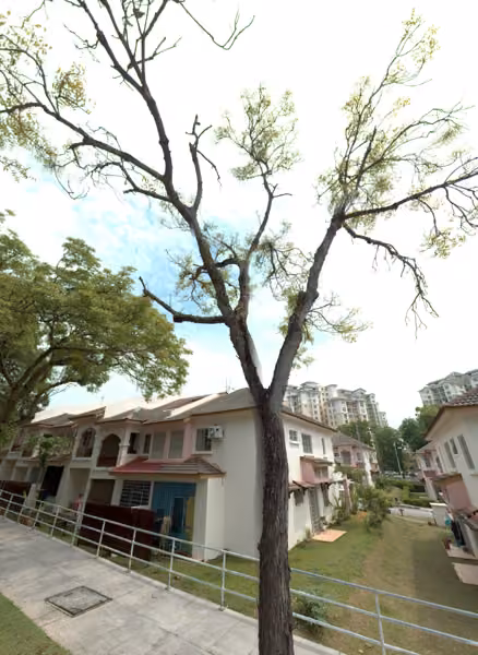 tree photo