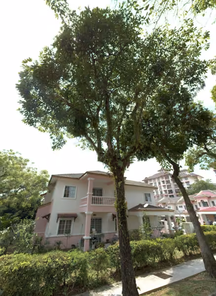 tree photo