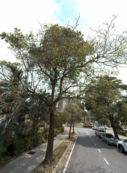 tree photo