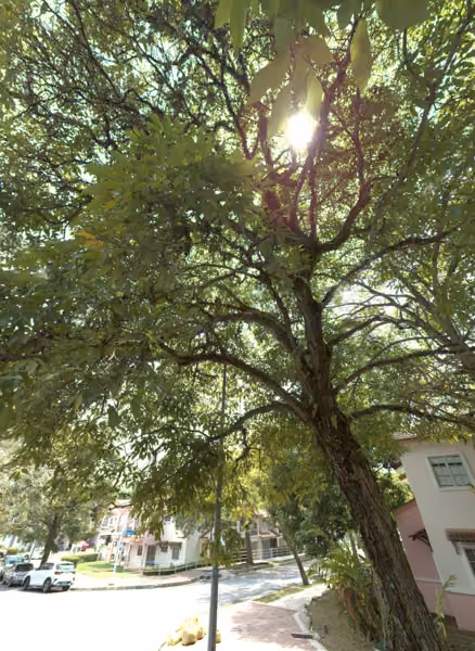 tree photo
