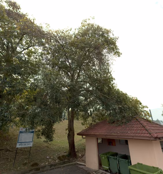 tree photo