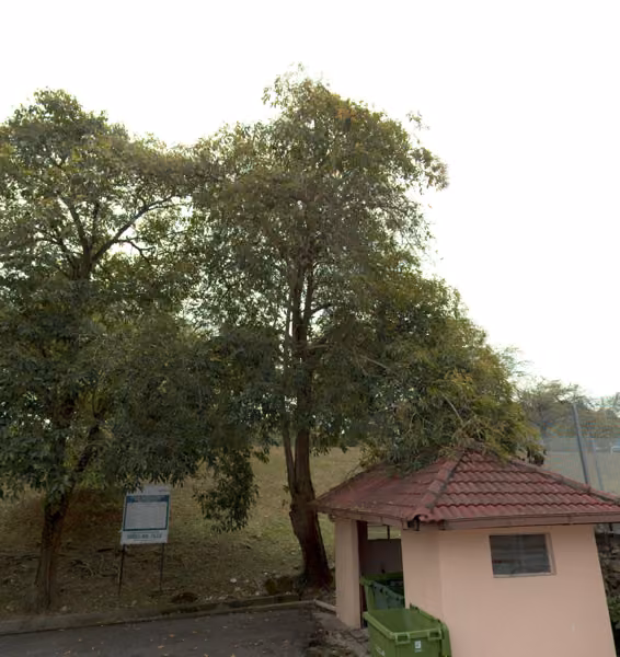 tree photo