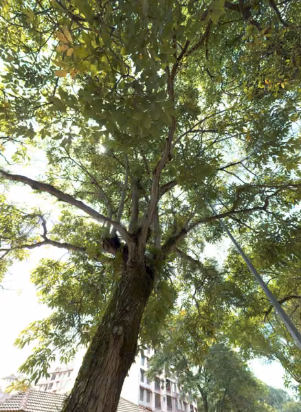 tree photo