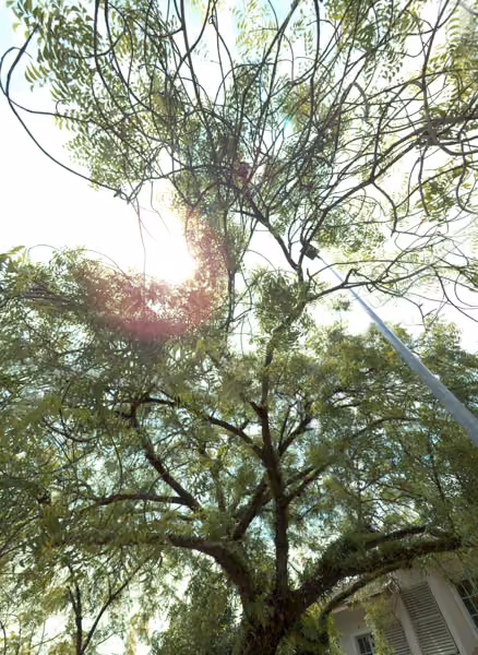 tree photo