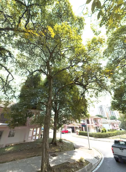 tree photo