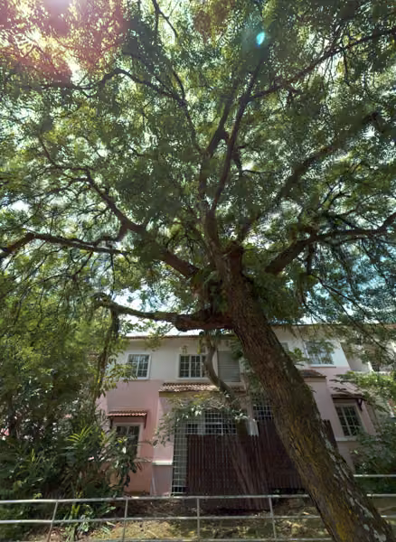 tree photo