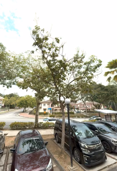 tree photo