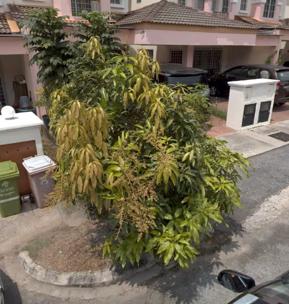 tree photo